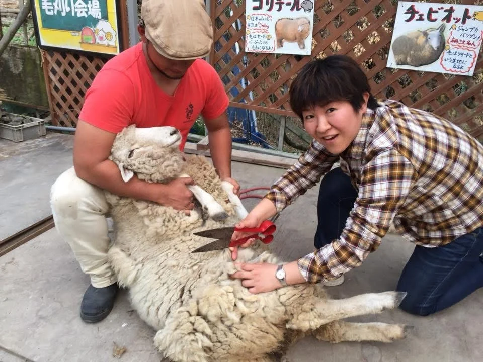 羊の毛刈り、物販